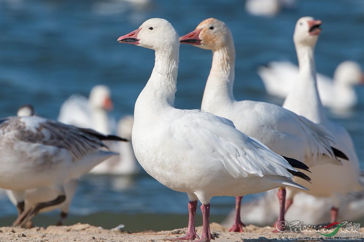 一組雪雁(雪鵝)snow goose