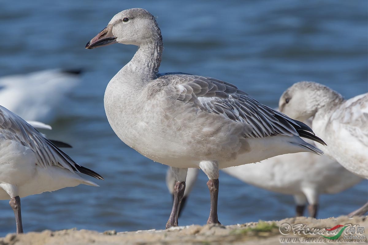 一组雪雁雪鹅snowgoose