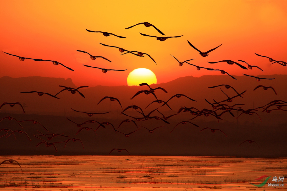 夕阳红