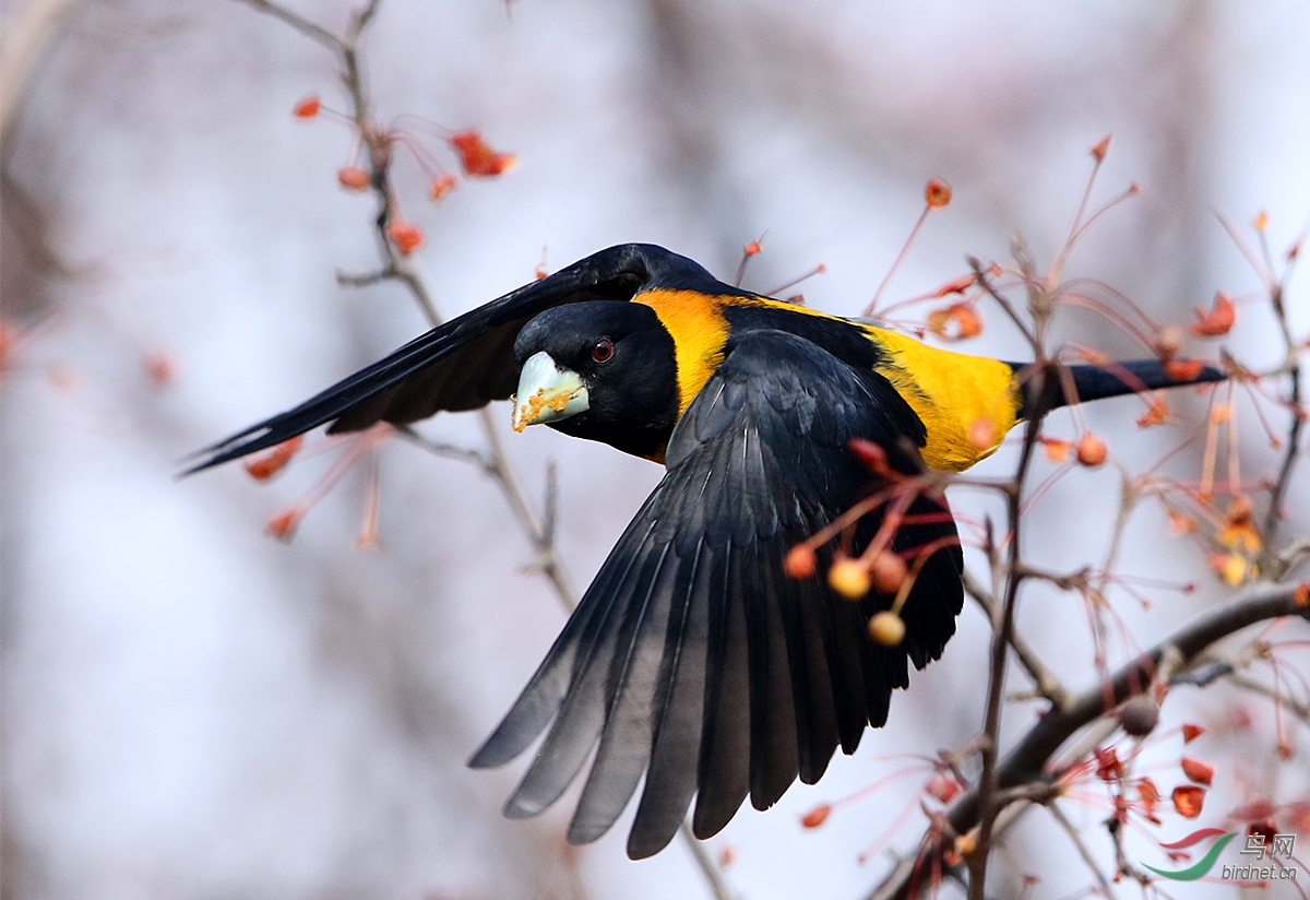 黄颈拟蜡嘴雀黄胫拟蜡嘴