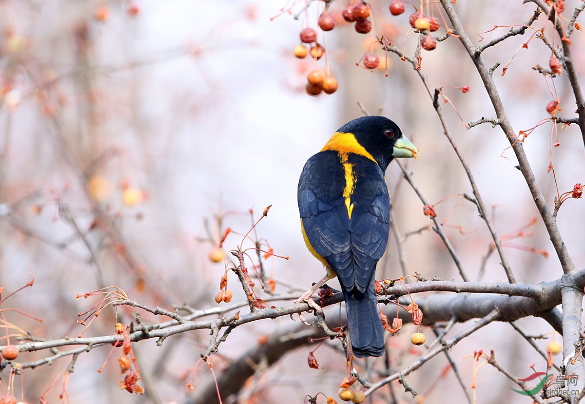 黄颈拟蜡嘴雀黄胫拟蜡嘴