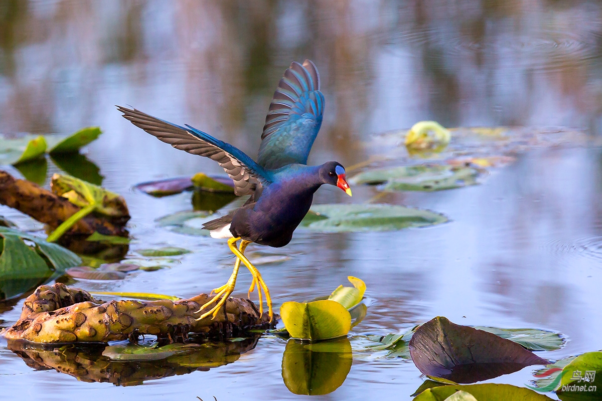 紫青水鸡大沼泽地的紫青水鸡