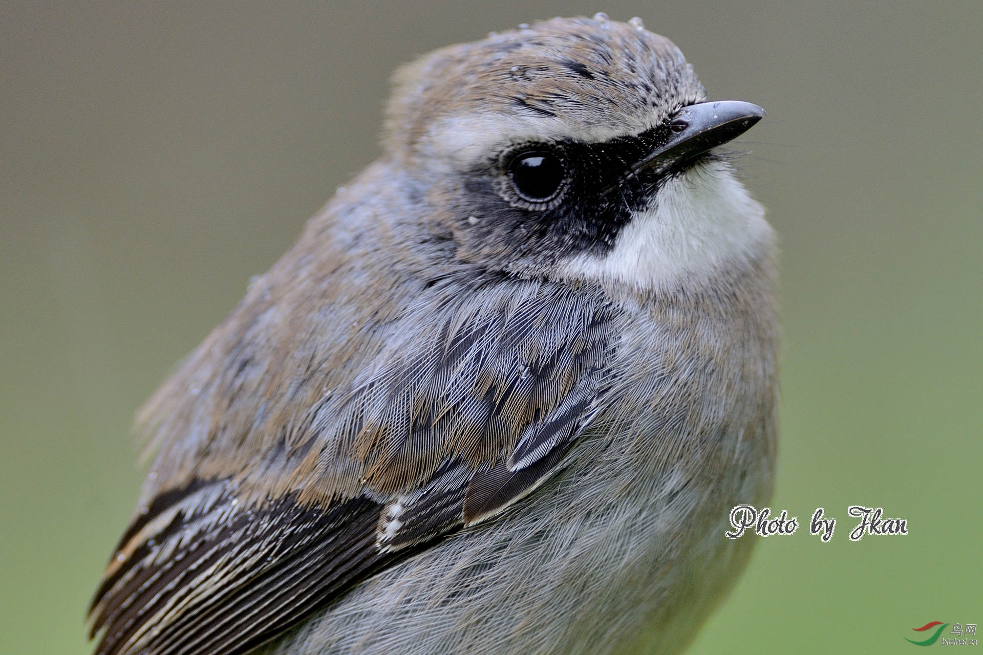 灰林即 grey bushchat 2014 dce