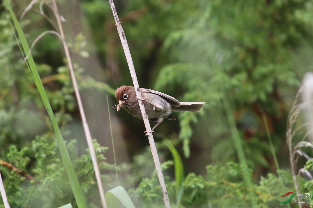 白眶鴉雀世界鴉雀觀賞聖地四川祝賀圖1榮登鳥網首頁精華版