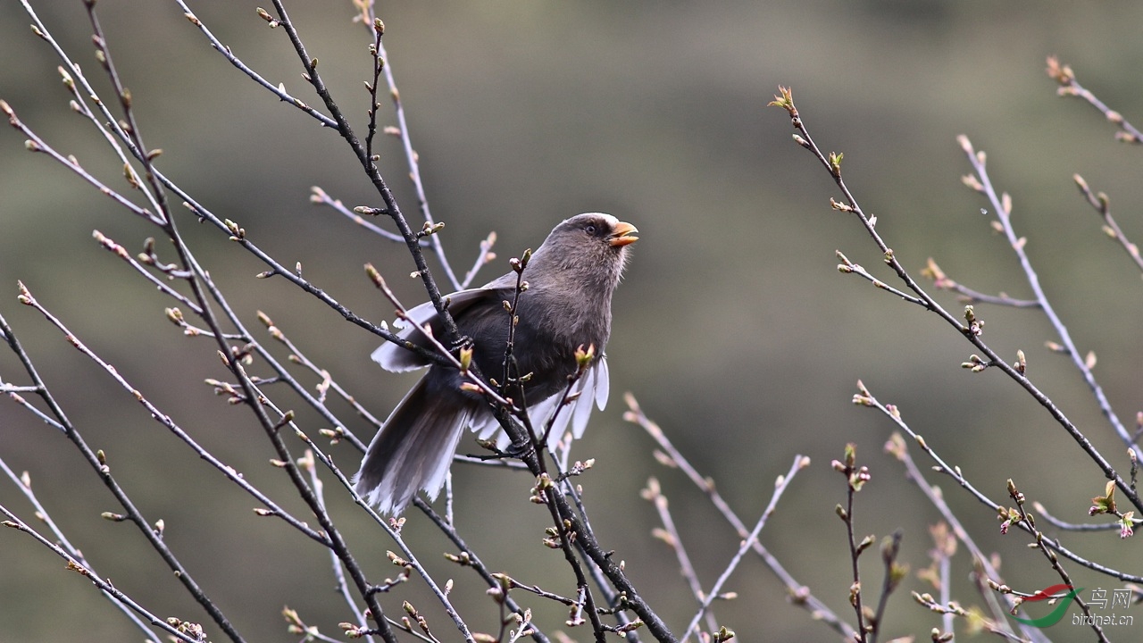 红嘴鸦雀 great parrotbill © summer wong 王文娟