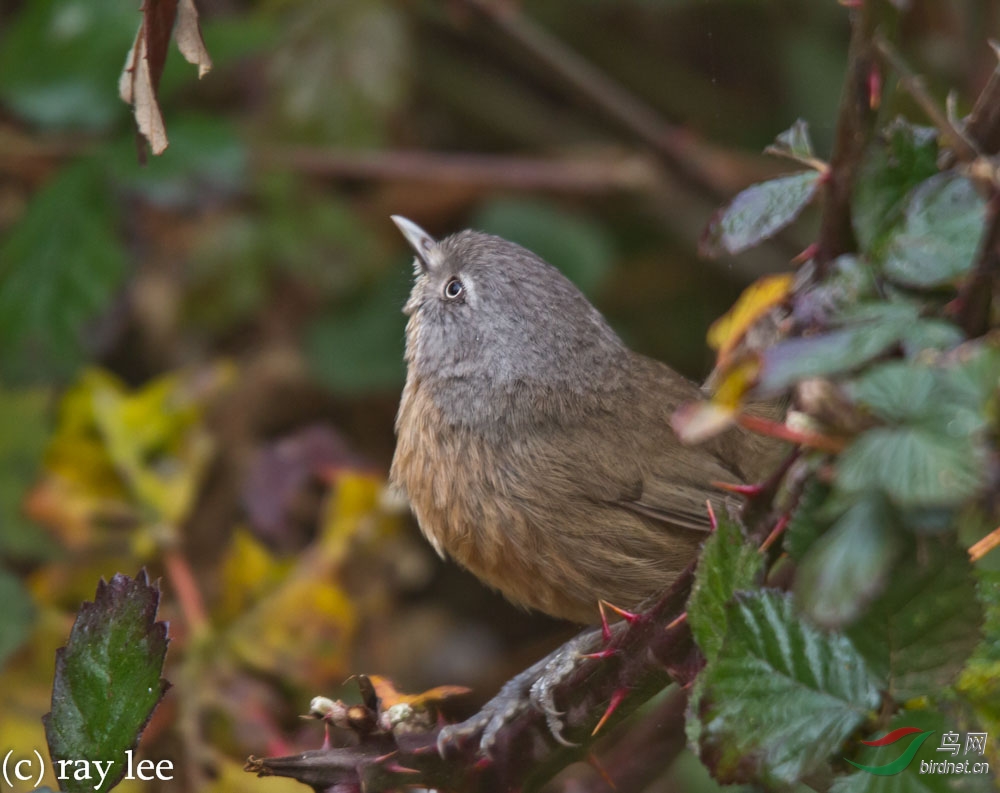 北美画眉 (wrentit)