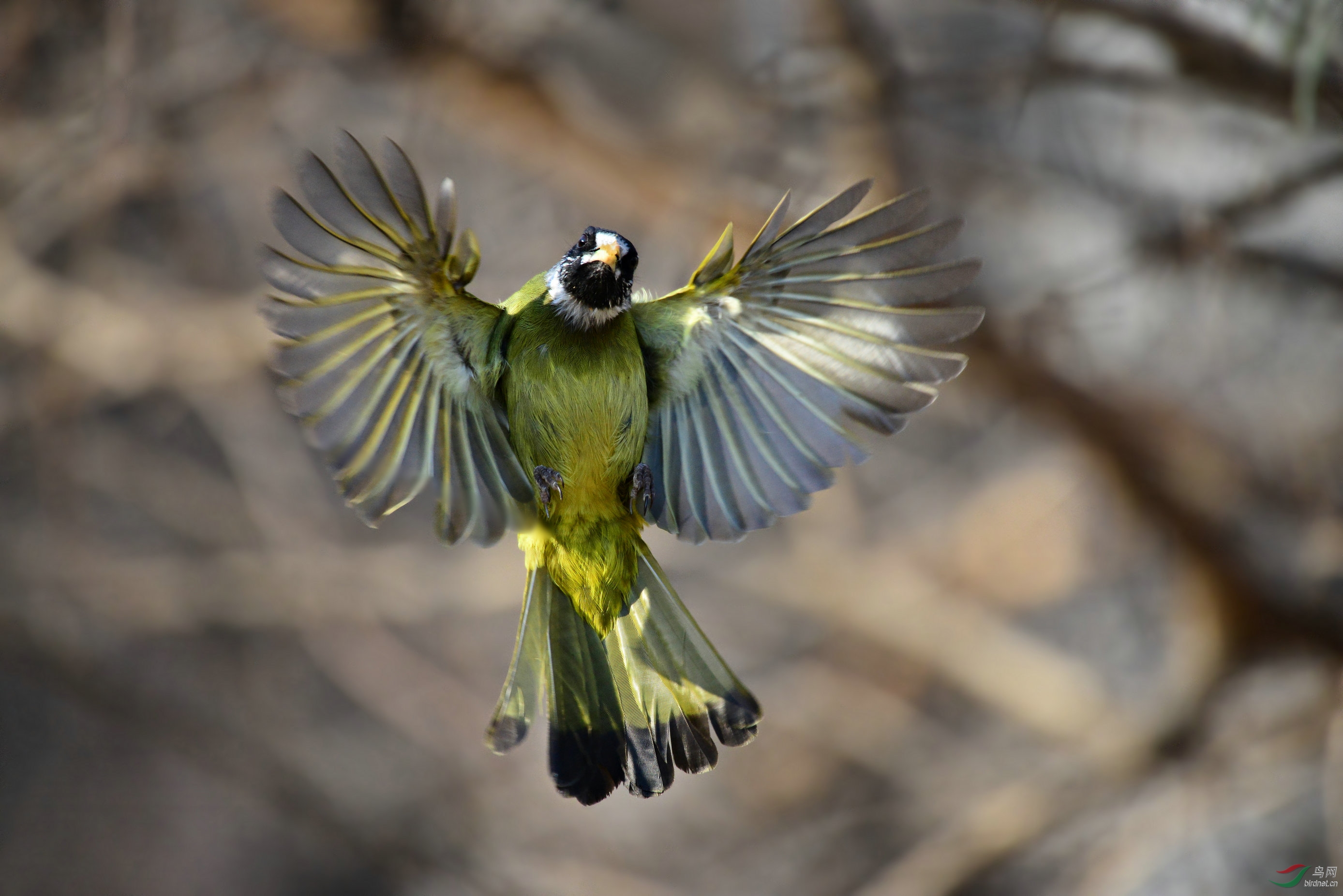 领雀嘴鹎的惊鸿之舞