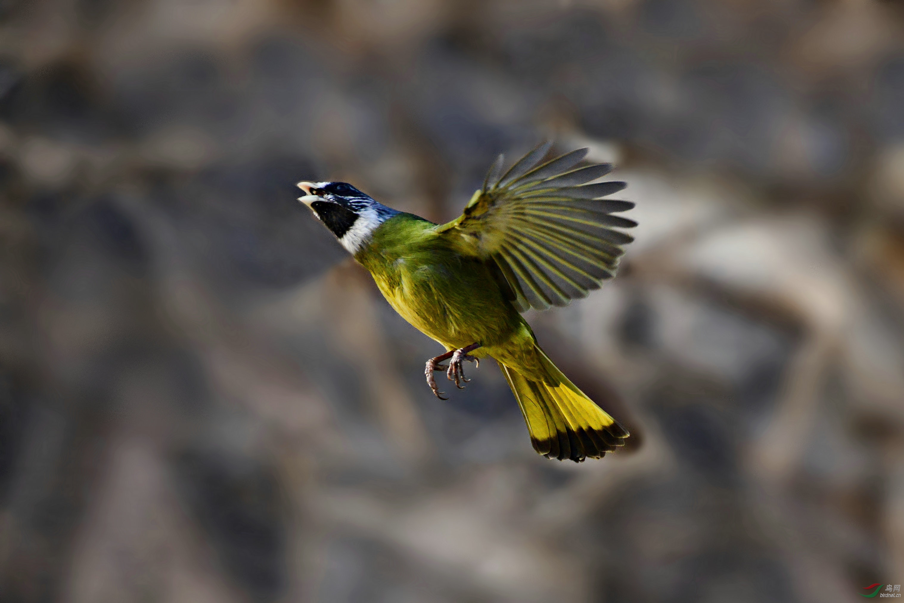 领雀嘴鹎的惊鸿之舞