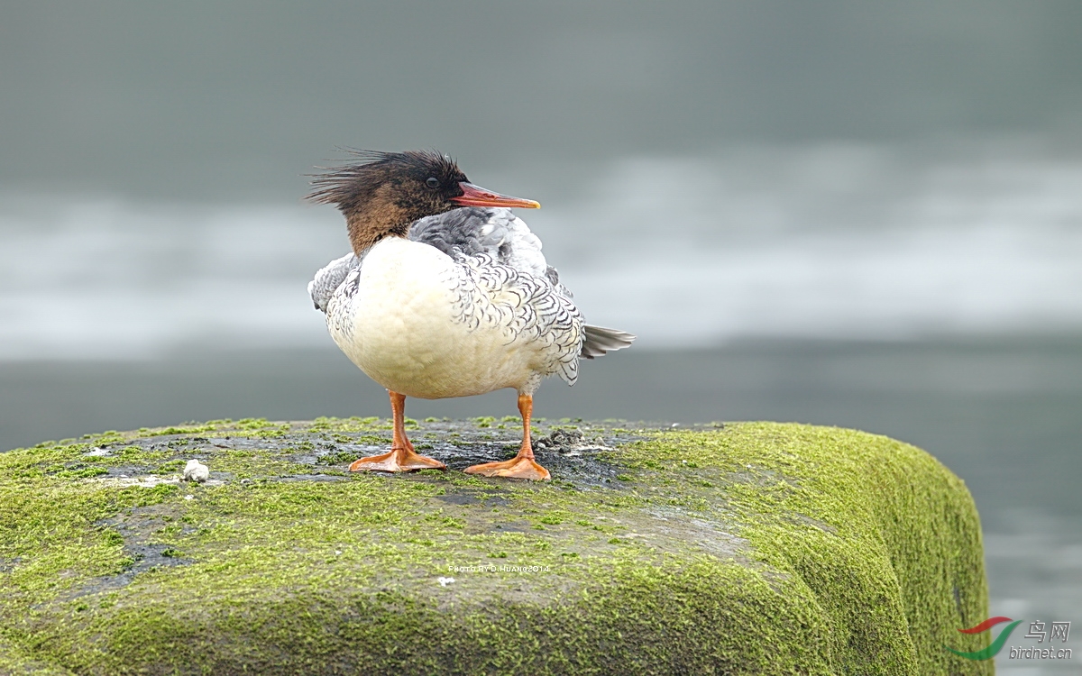 记录中华秋沙鸭