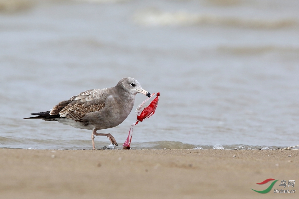 海滩清洁工海鸥