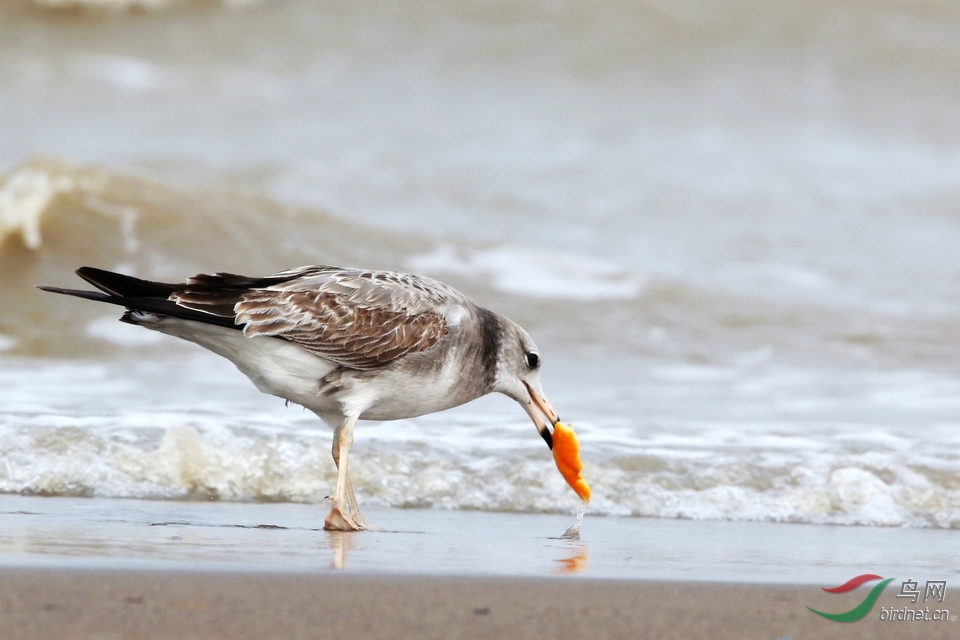 海滩清洁工海鸥