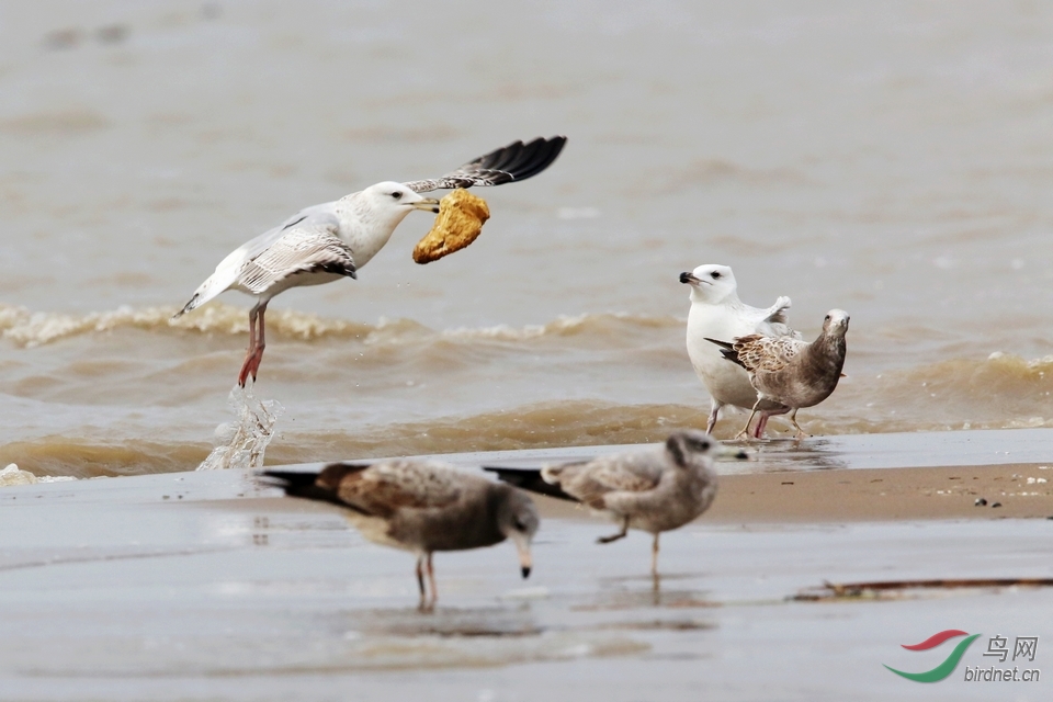 海滩清洁工海鸥