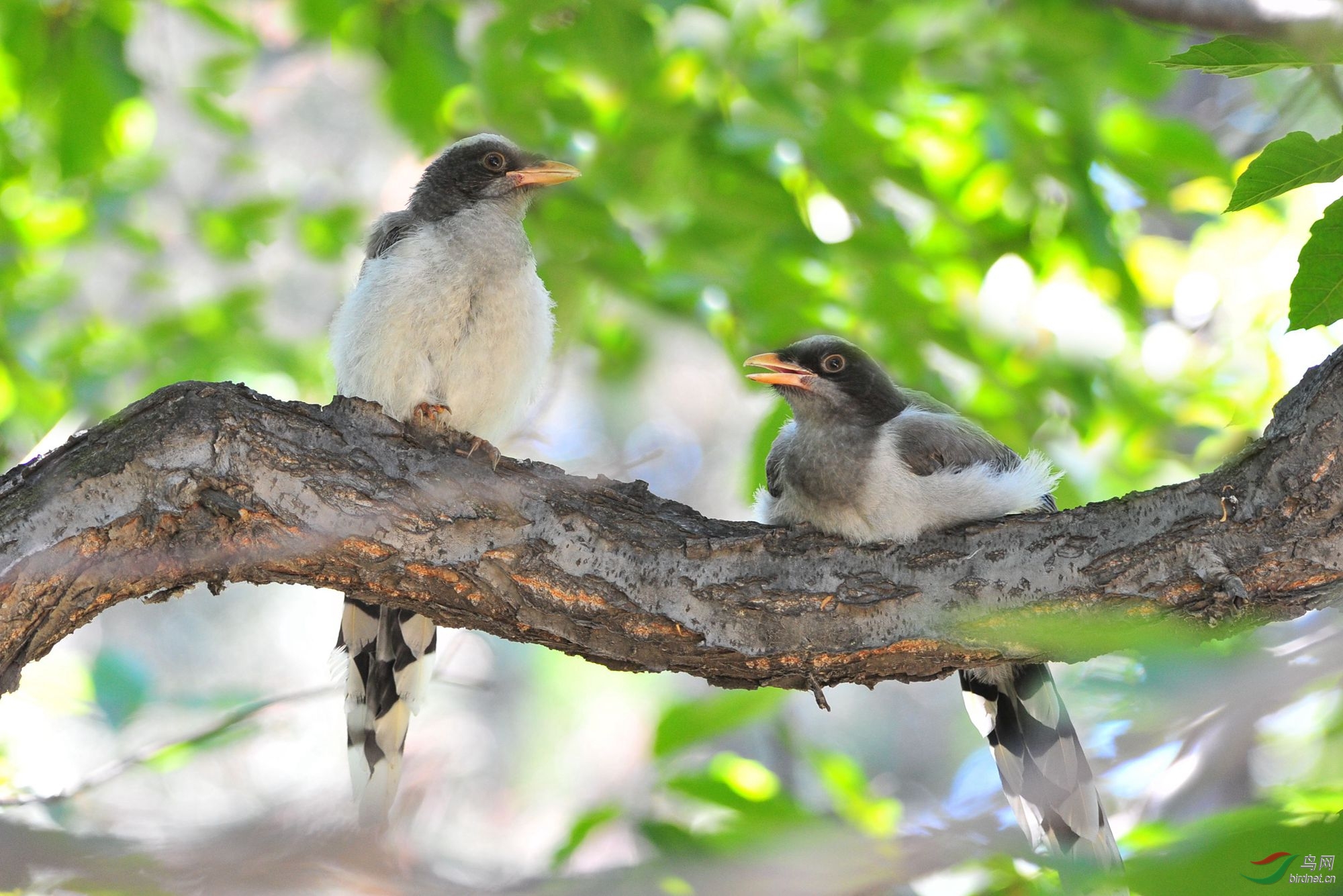 红嘴蓝鹊(幼鸟)
