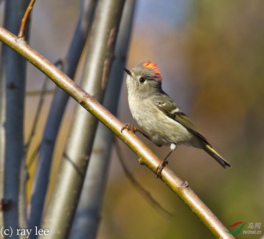 红冠戴菊rubycrownedkinglet