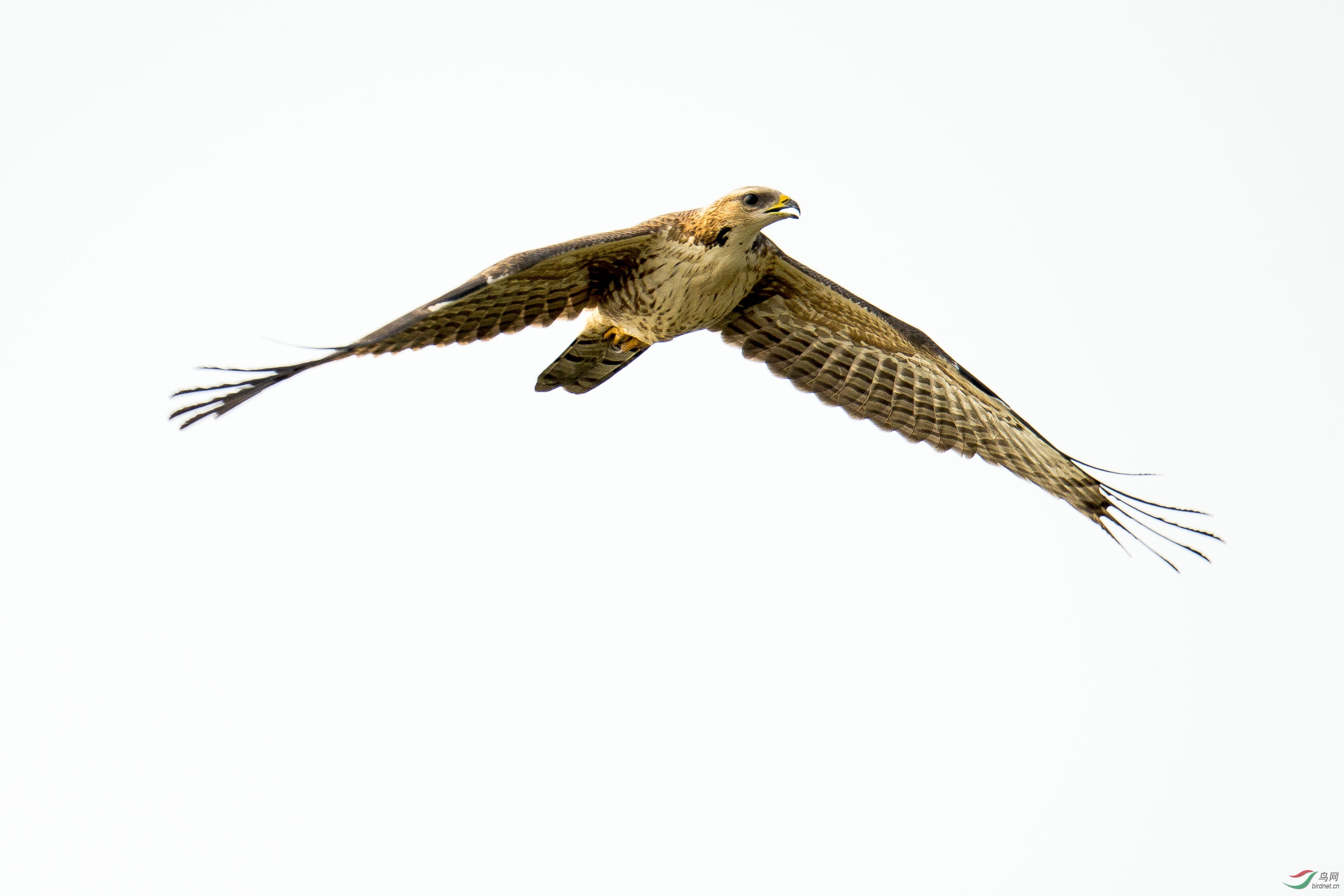 迁徙的凤头蜂鹰