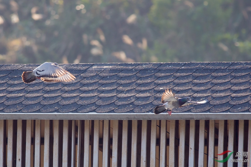 信鸽归巢--习作