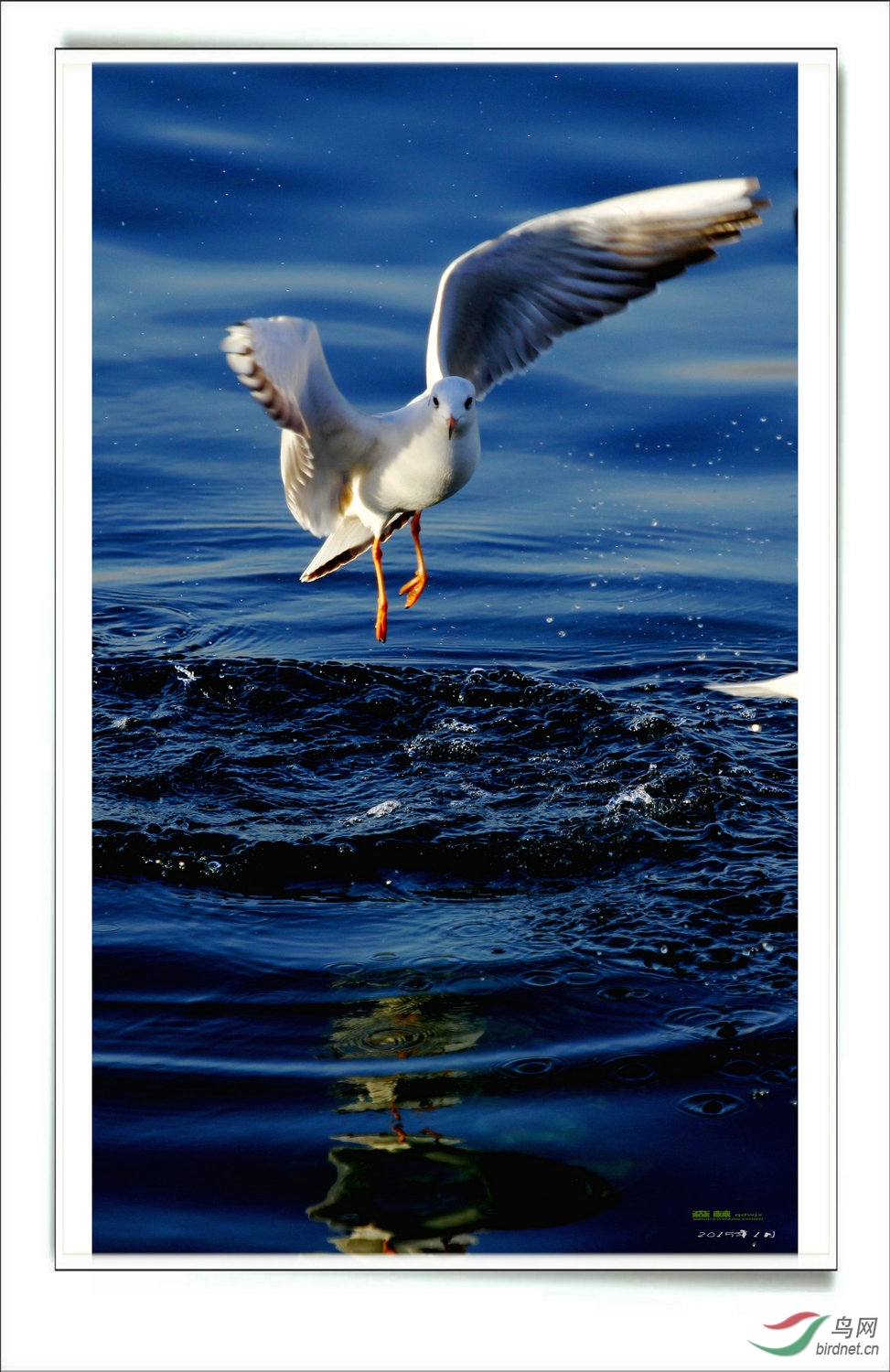 蓝色的欧影 - 水鸟版 waterbirds 鸟网