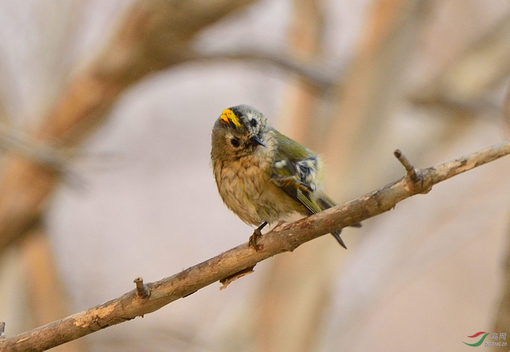 刚洗完澡的戴菊