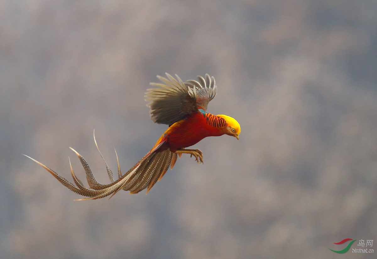 红腹锦鸡金凤凰红腹锦鸡