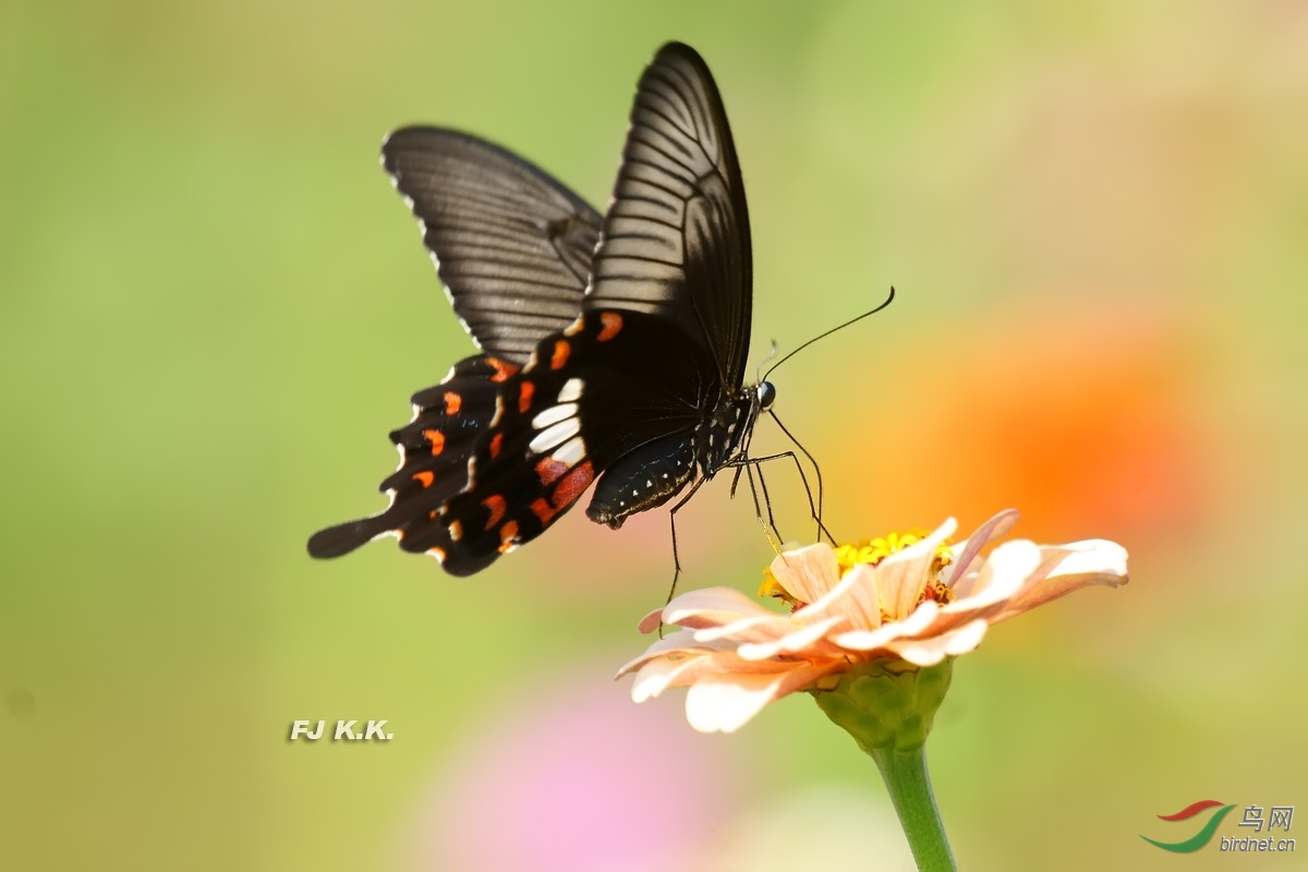 继续加油玉带凤蝶