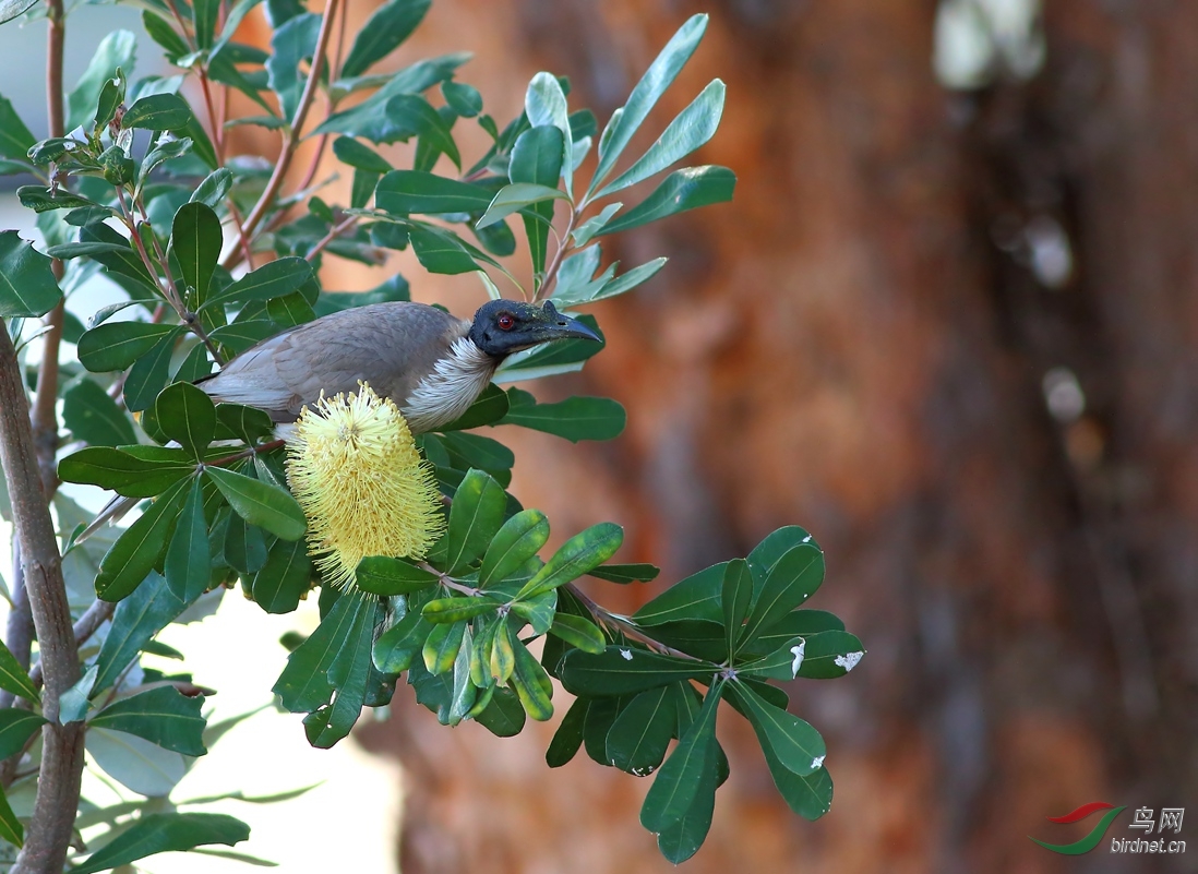 Y-noisy friarbird_����_���˺�_����.jpg