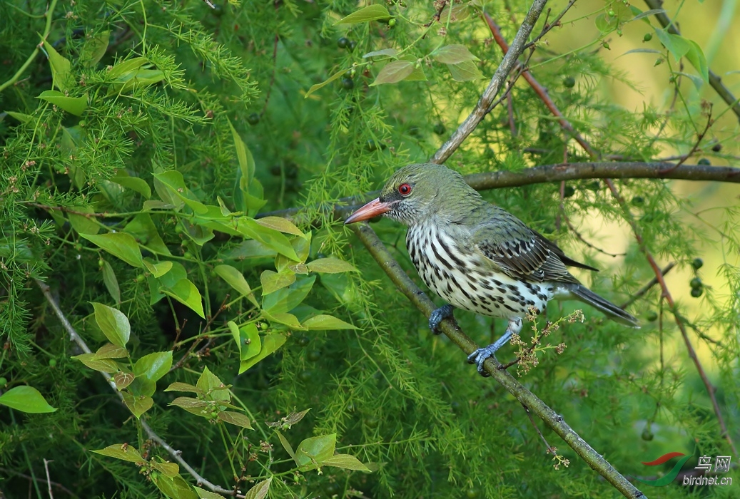 Y-olive-backed oriole_����_���˺�_����.jpg