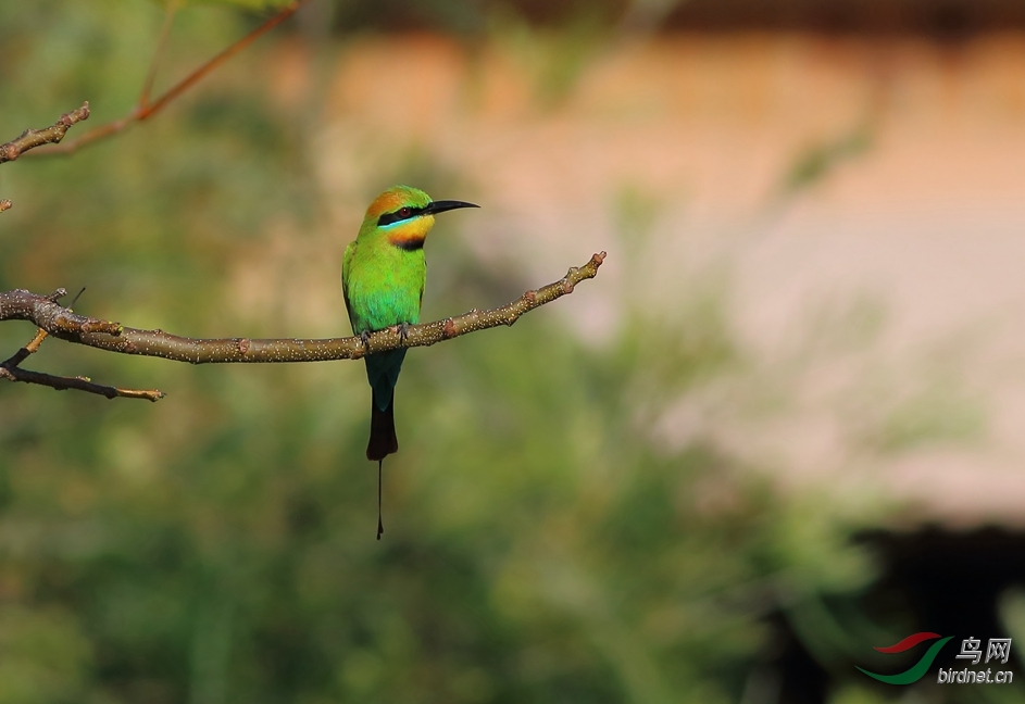 Y-rainbow bee-eater_����_���˺�_����.jpg