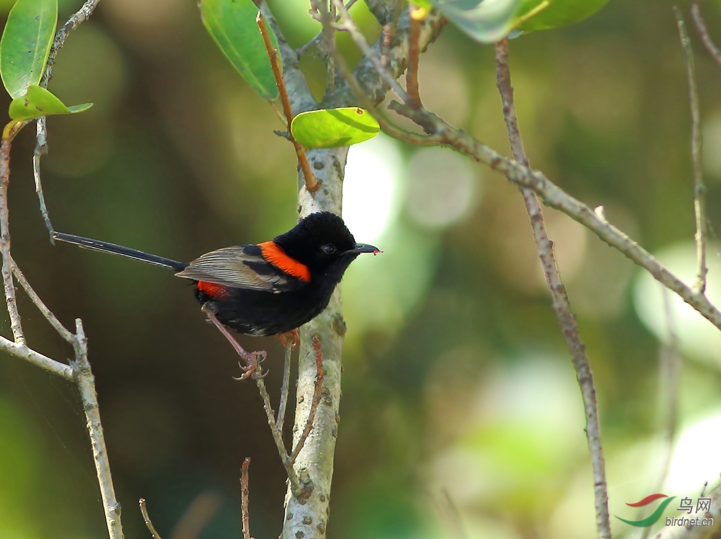 Y-red-backed fairy-wren2_����_���˺�_����.jpg