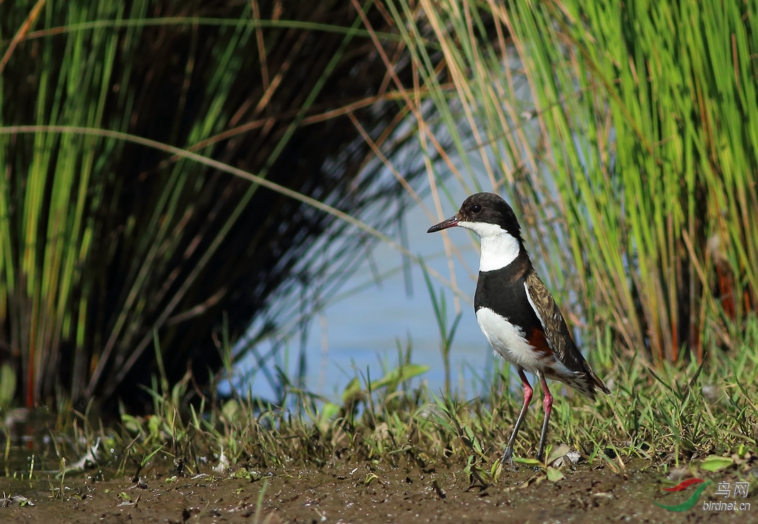 Y-red-kneed dotterel1_���˺�_����.jpg