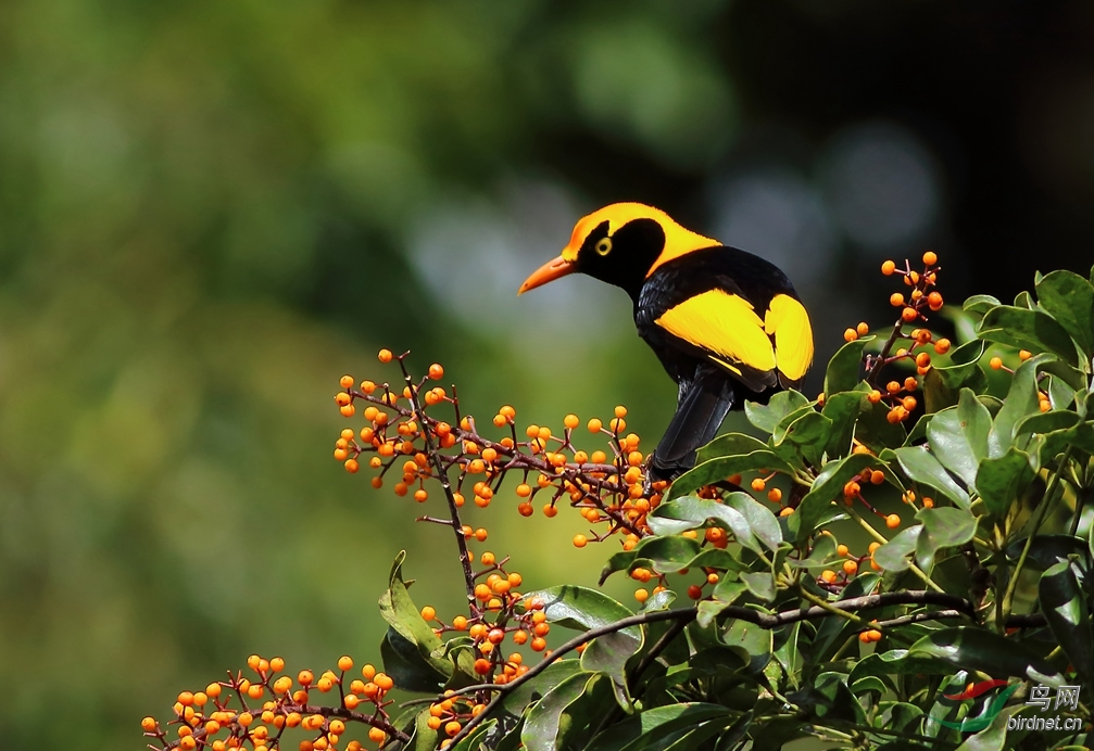 Y-regent bowerbird male1_���˺�_����.jpg