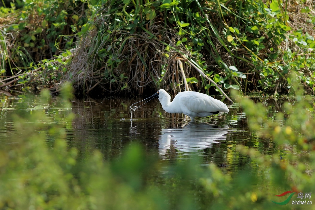 Y-royal spoonbill_����_���˺�_����.jpg