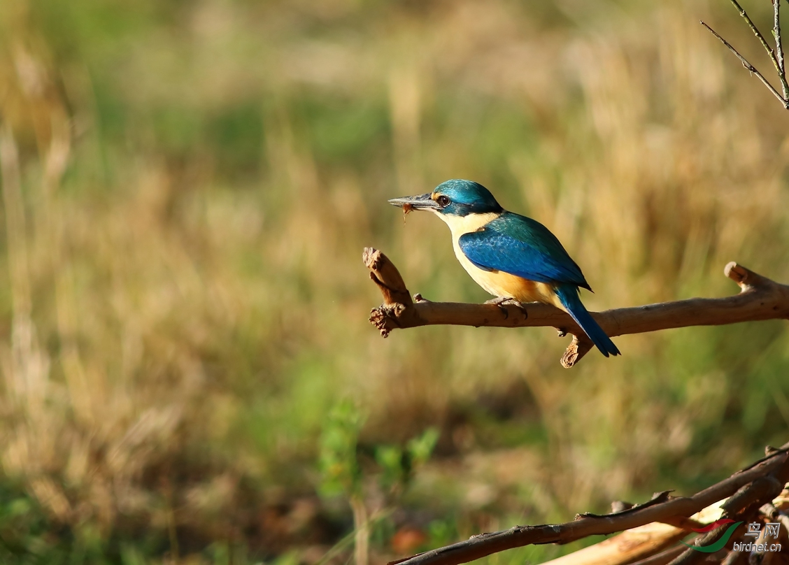 Y-sacred kingfisher_����_���˺�_����.jpg