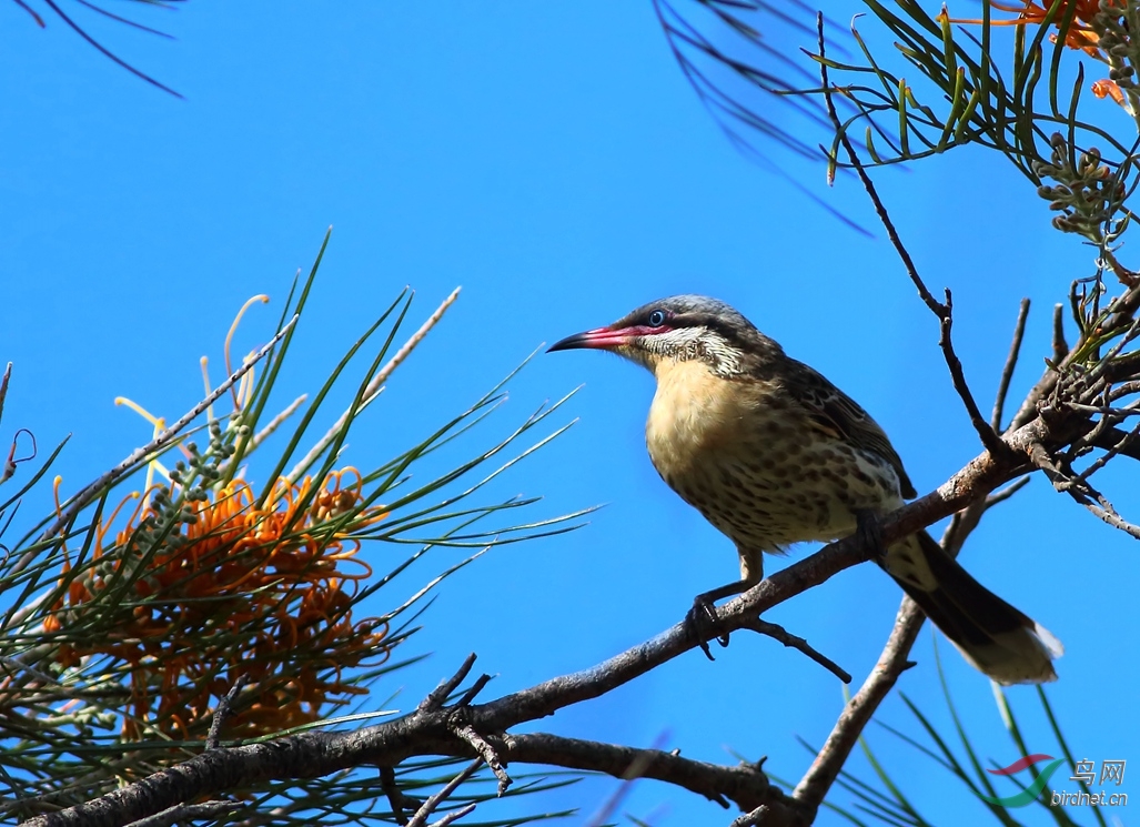 Y-spiny-cheeked honeyeater_����_���˺�_����.jpg