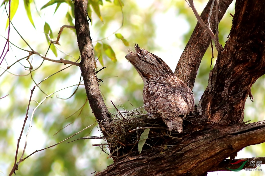 Y-tawny frogmouth12_����_���˺�_����.jpg