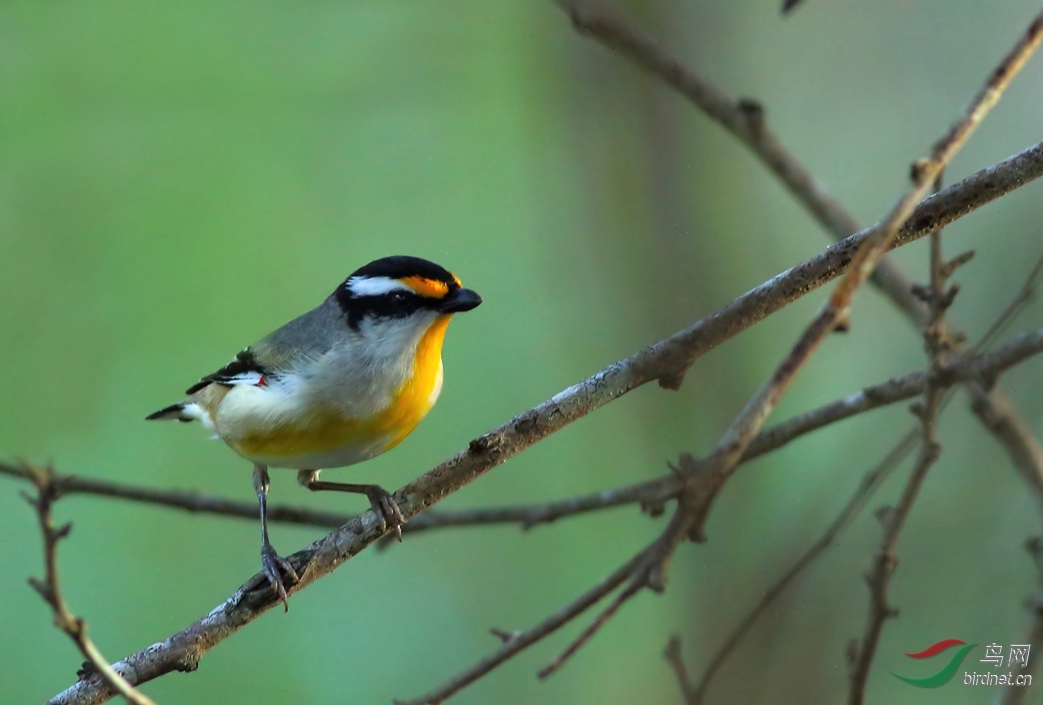 Y-striated pardalote11_���˺�_����.jpg