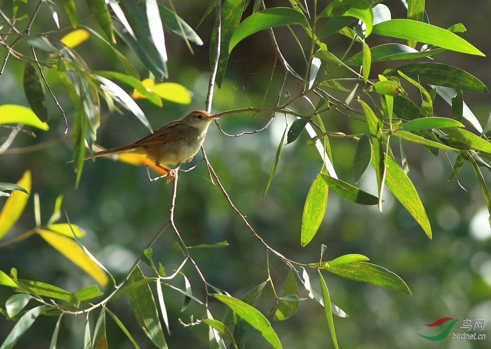 Y-tawny grassbird_����_���˺�_����.jpg