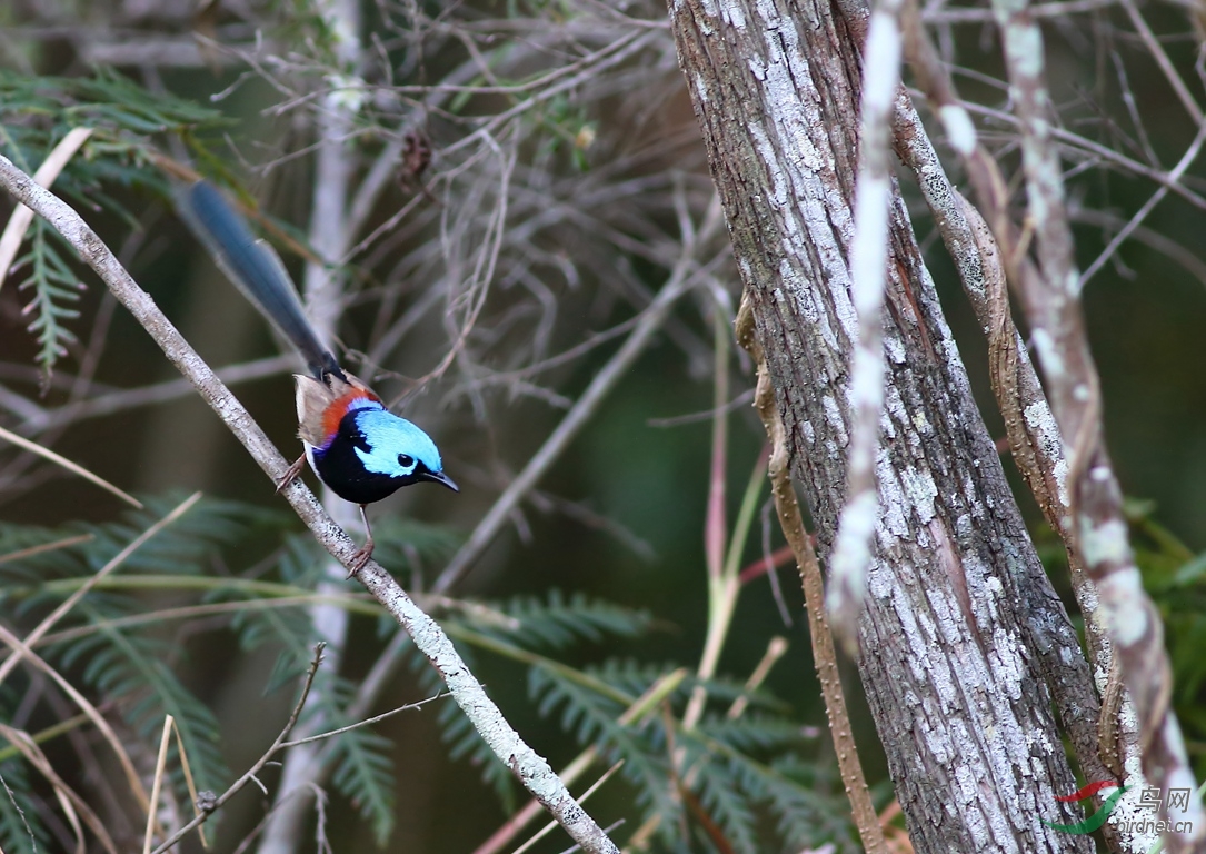 Y-variegated fairy-wren_����_���˺�_����.jpg