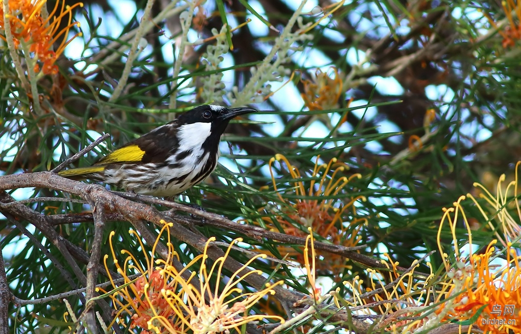 Y-white-cheeked honeyeater_����_���˺�_����.jpg