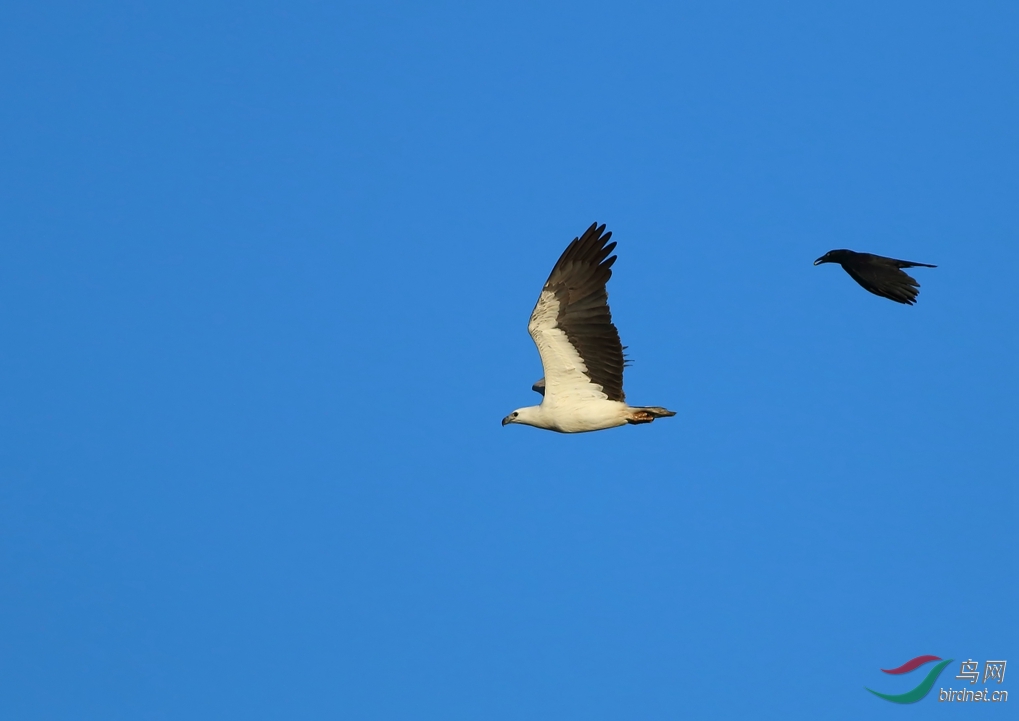 Y-white-bellied sea-eagle_���˺�_����.jpg