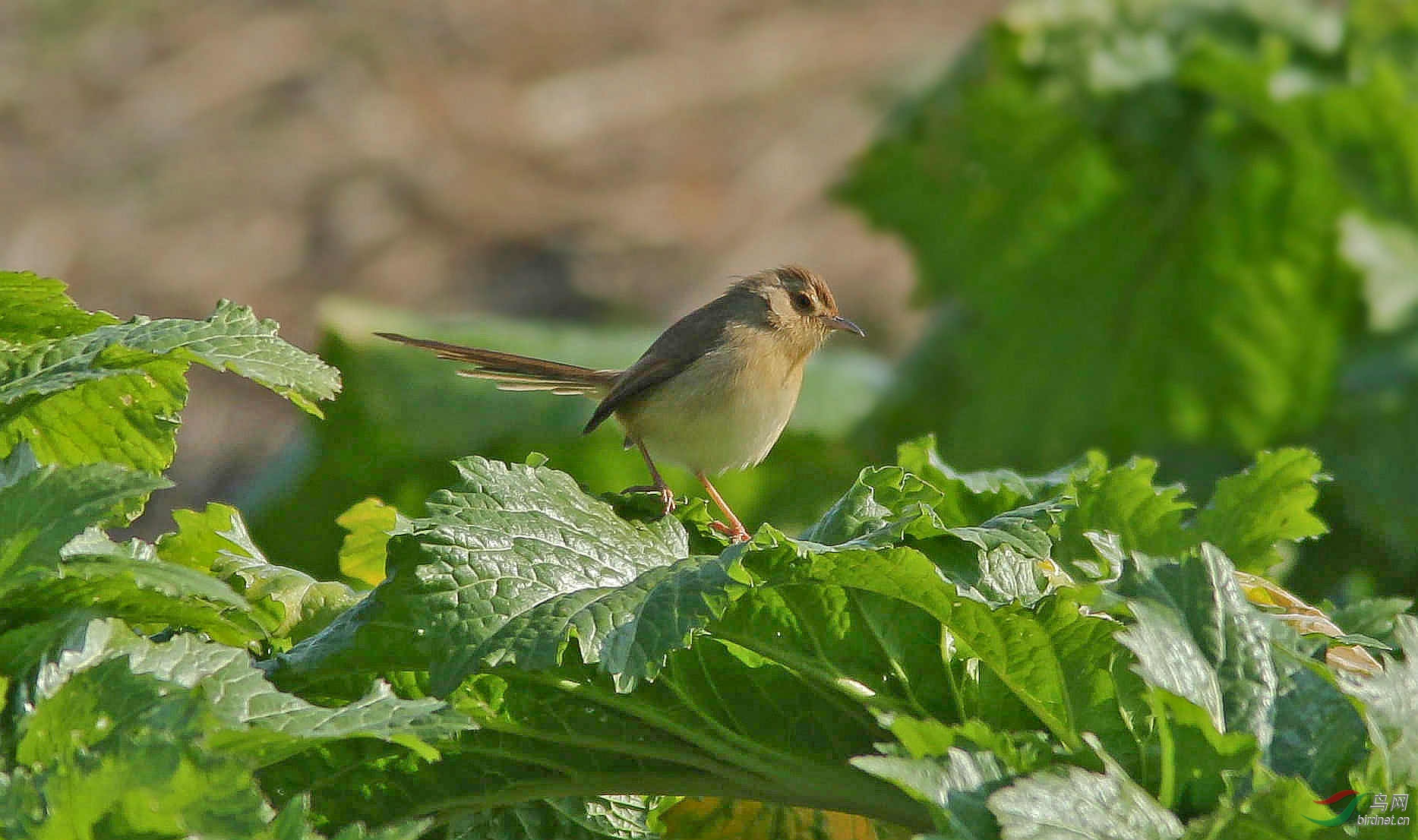 大白菜上的小精灵