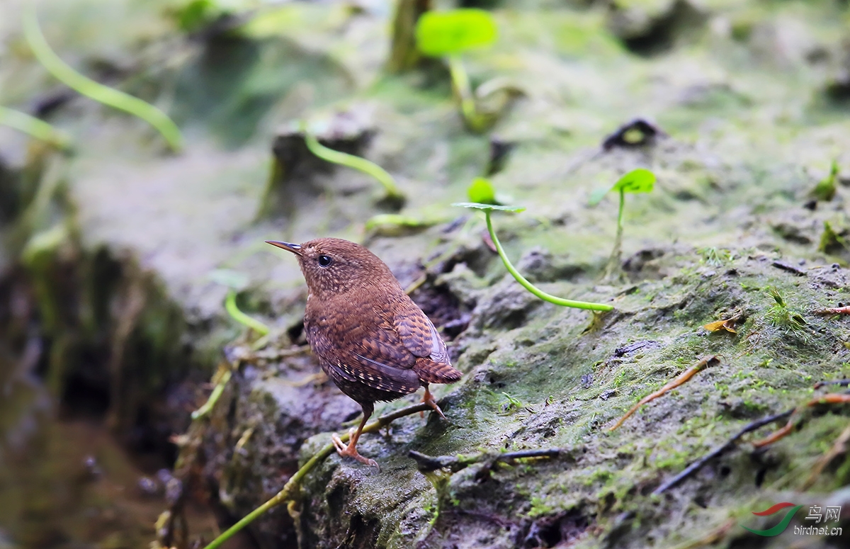塘边生境寻鹪鹩