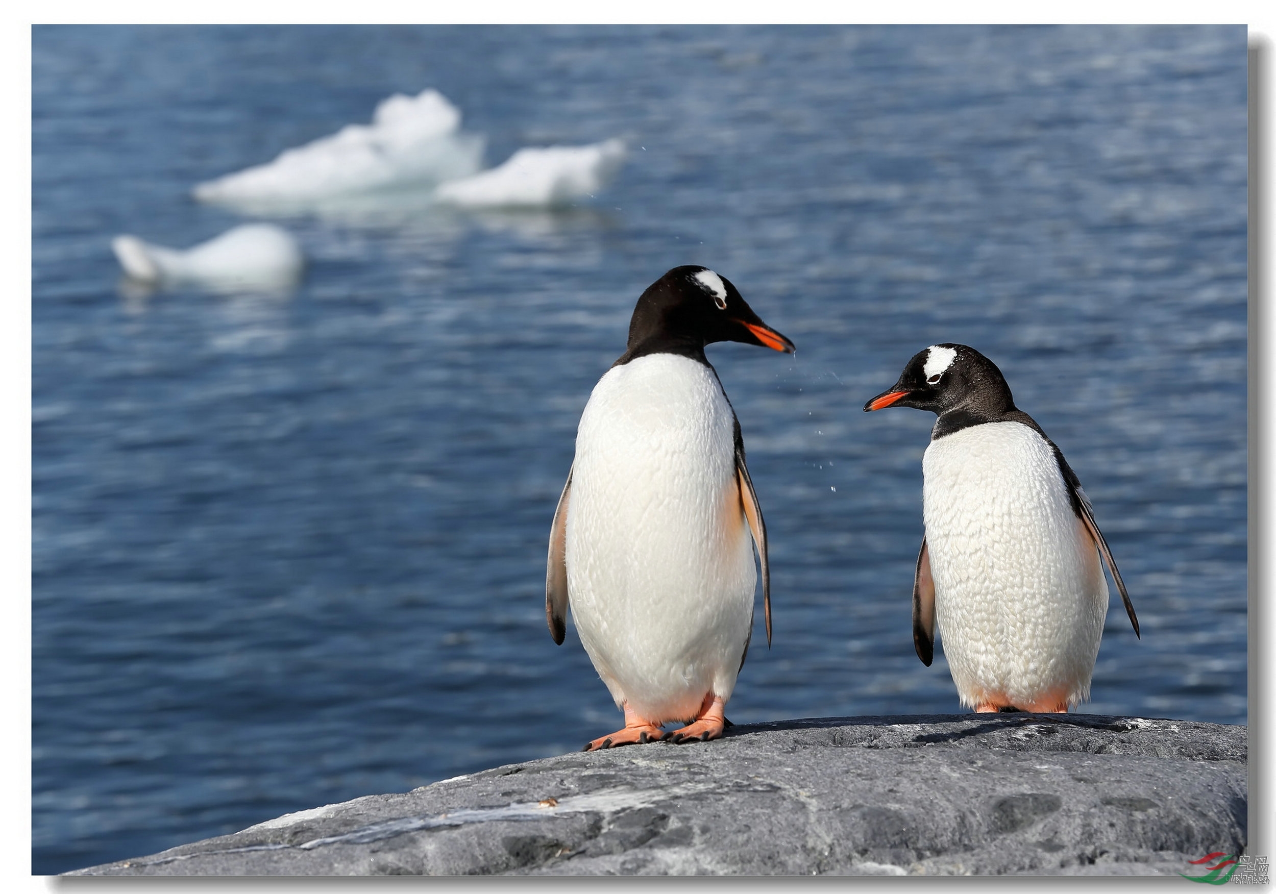 南极之恋企鹅图片