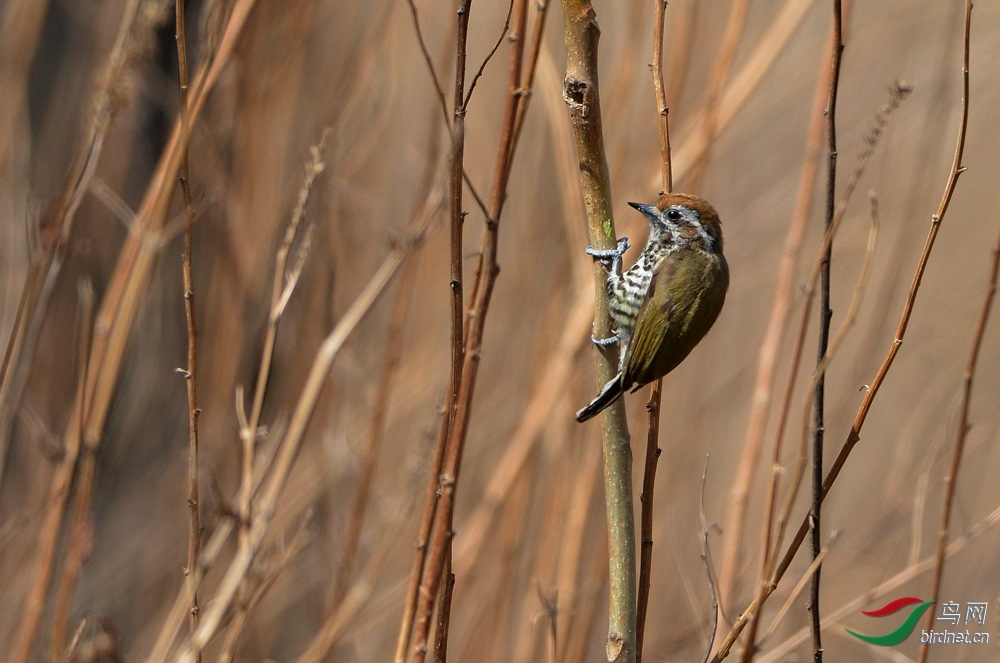 陕西版"2014十佳图片"版主推荐(七) - 陕西版 shanxi 鸟网