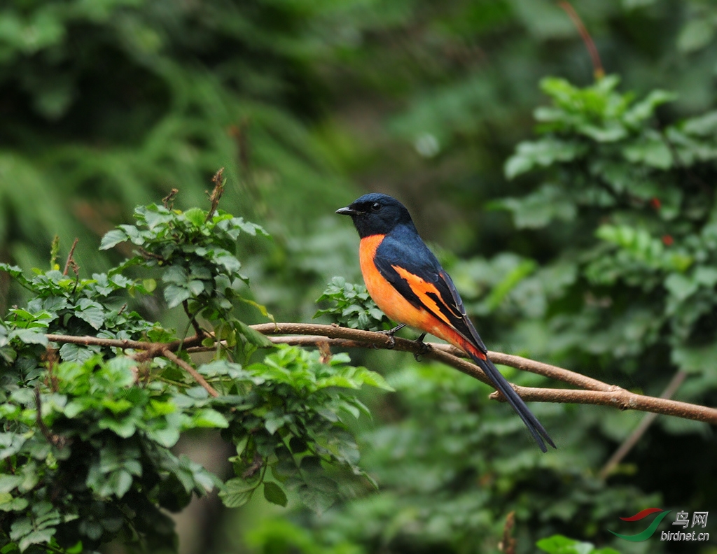 长尾山椒鸟祝周末愉快