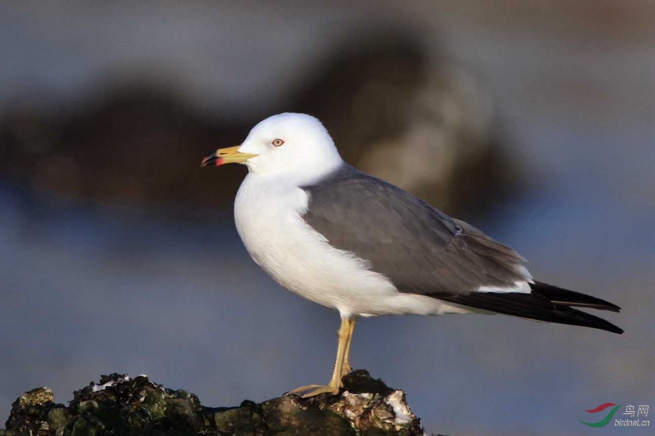 (普通海鷗)被忽視的珍稀鳥類——海鷗