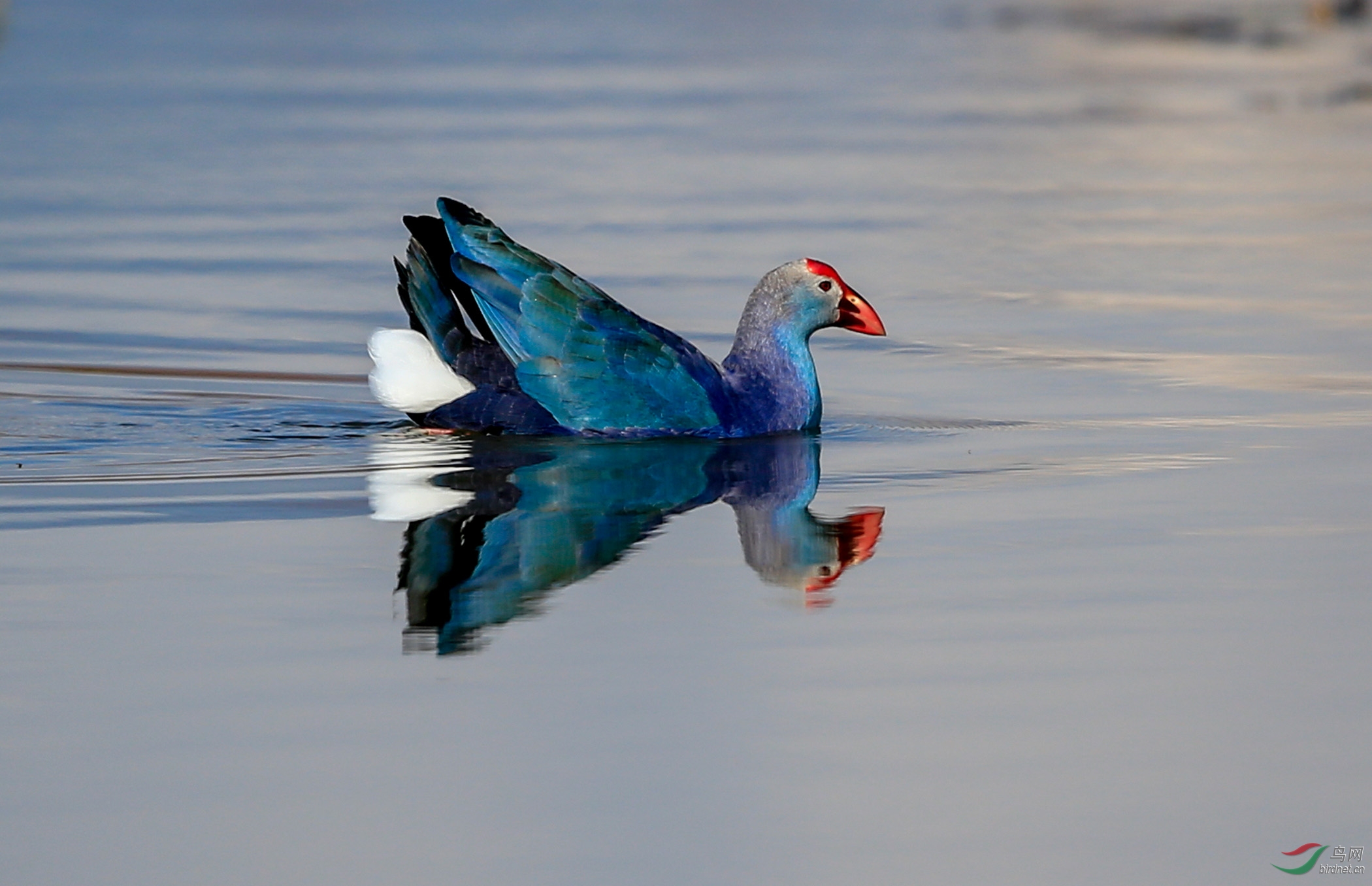 澳洲紫水鸡图片