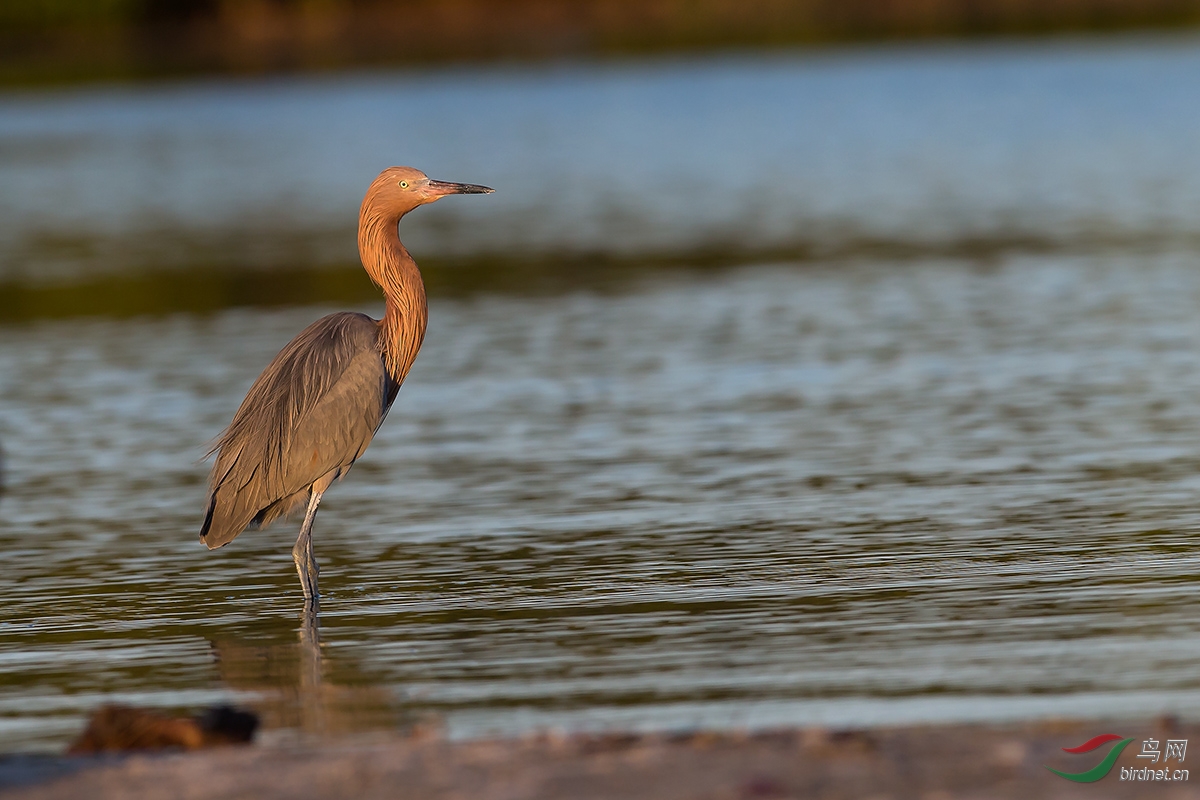棕颈鹭棕颈鹭佛罗里达差点忽略它