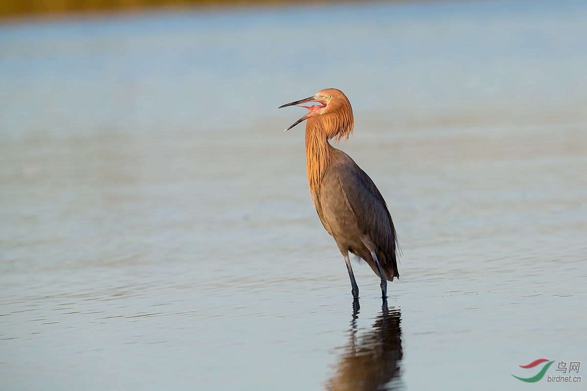棕颈鹭棕颈鹭佛罗里达差点忽略它