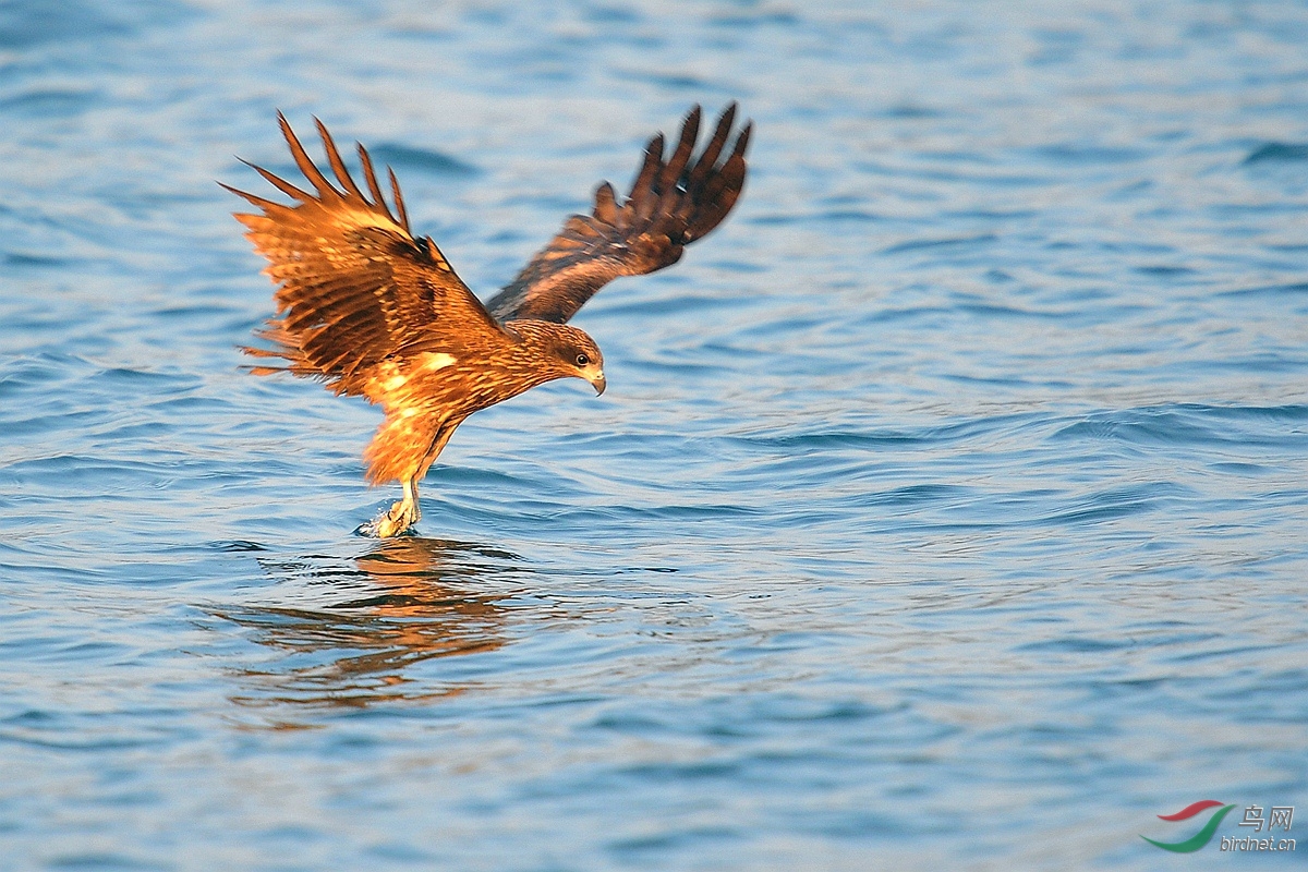 黑耳鸢海上鹰姿
