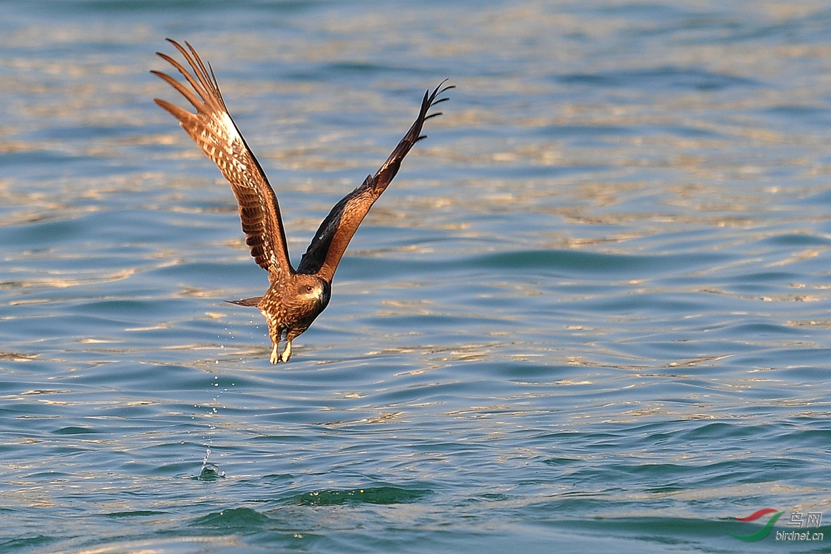 黑耳鸢海上鹰姿